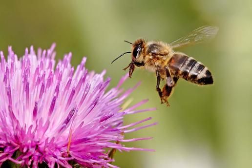 May is Bee Month: Celebrate & Support Your Local Bees